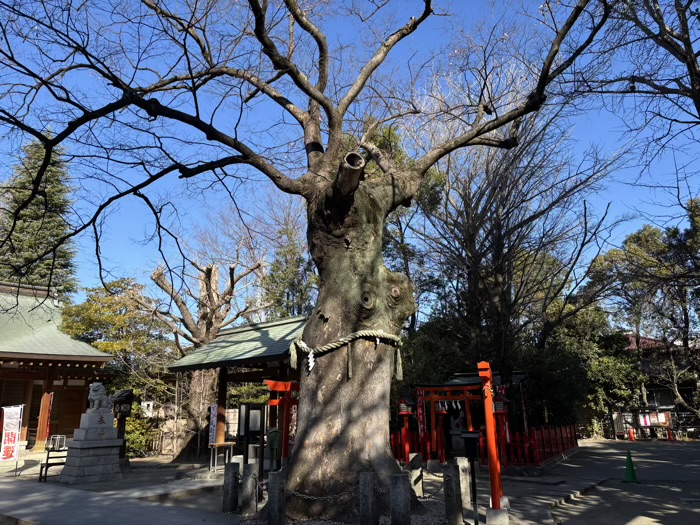 武蔵新田 新田神社 ご神木
