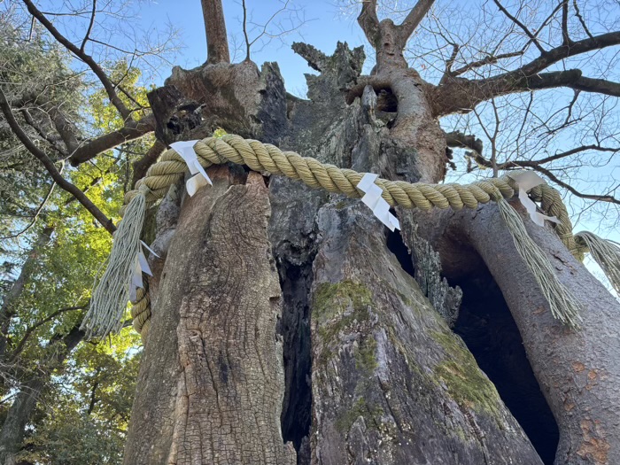 武蔵新田 新田神社 ご神木