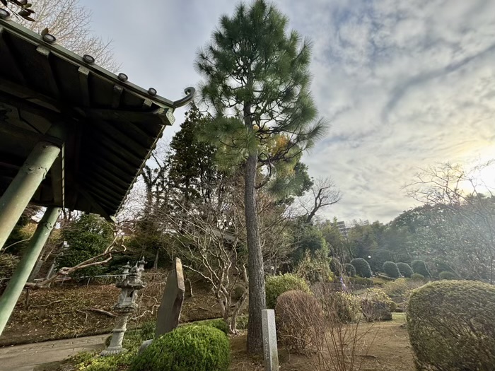 横浜市都筑区 正覚寺 大王松