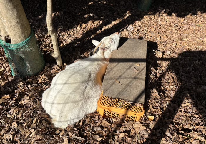 秦野　出雲大社相模分祠　ももちゃん