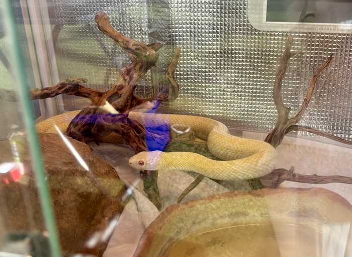 戸越公園　蛇窪神社　へびくぼ市　白蛇　ミー君