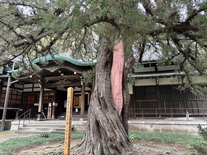 北鎌倉 円覚寺 大方丈 柏槇(ビャクシン)