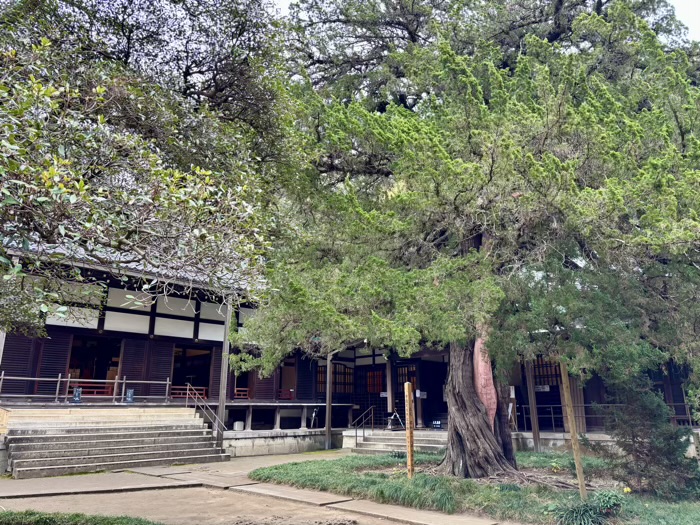 北鎌倉 円覚寺 大方丈 柏槇(ビャクシン)