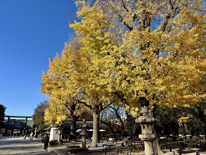 九段下 靖国神社 イチョウ並木