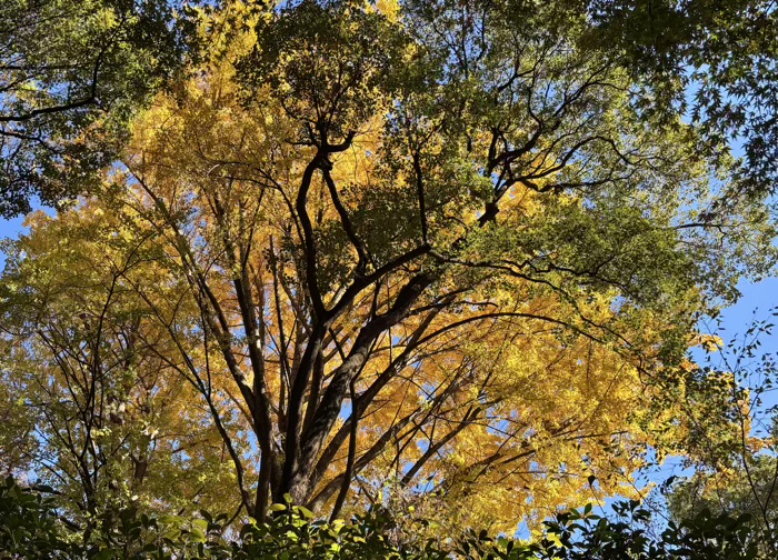九段下 靖国神社 紅葉