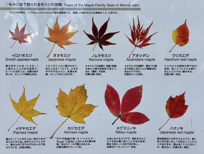 東京　もみじ谷　紅葉