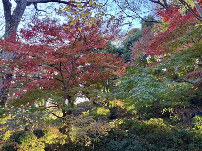 東京　もみじ谷　紅葉