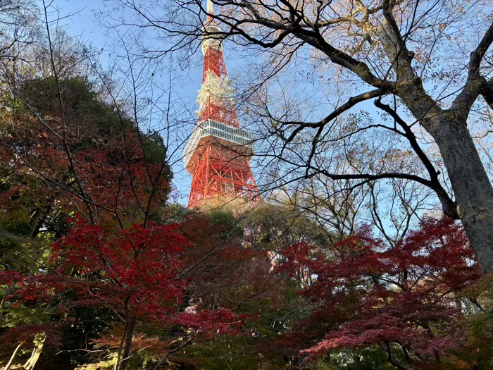 東京　もみじ谷　紅葉