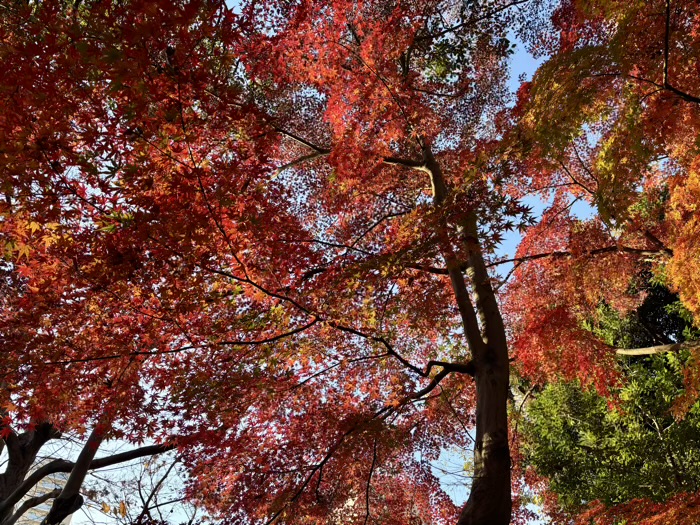 東京　もみじ谷　紅葉
