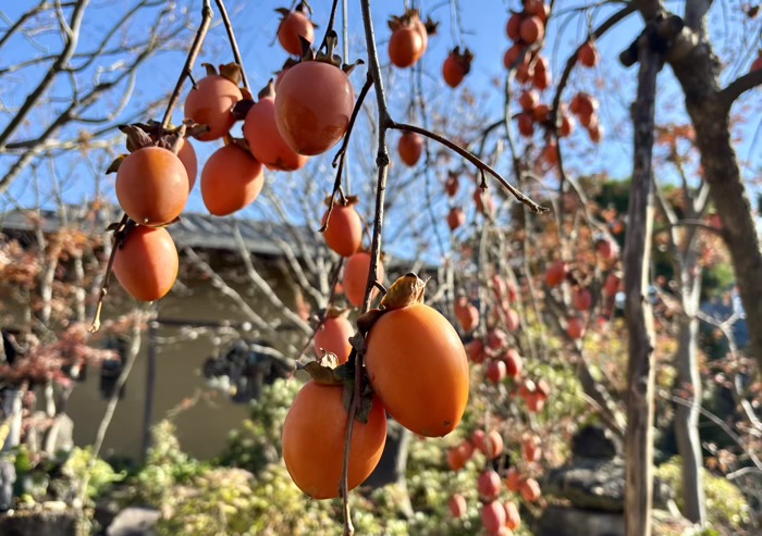 大和　清流山常泉寺　秋