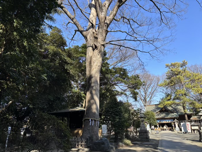 平塚　前鳥神社　御神木「大欅」