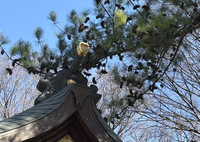 平塚　前鳥神社　幸せの松