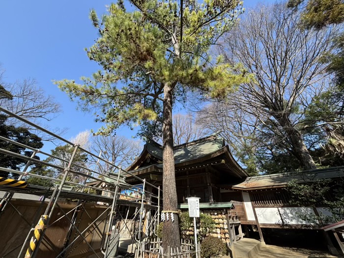 平塚　前鳥神社　幸せの松