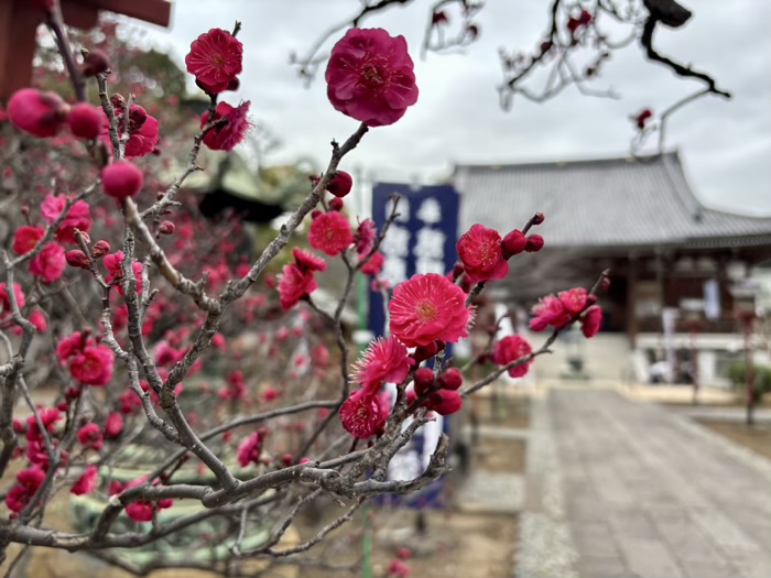 上野 東叡山寛永寺開山堂(両大師)