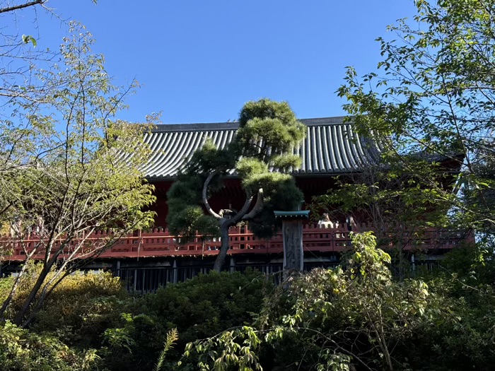 上野　清水観音堂　月の松