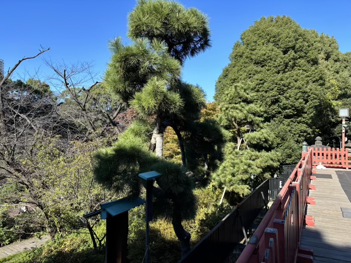 上野　清水観音堂　月の松