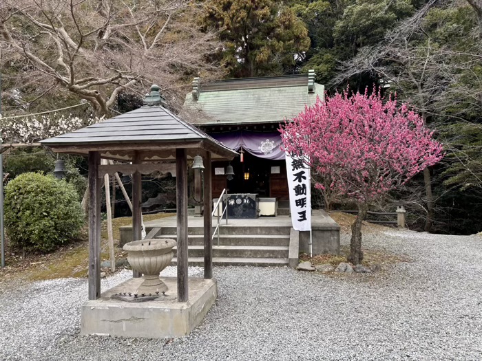 旭区　白根不動尊　開運だるま市