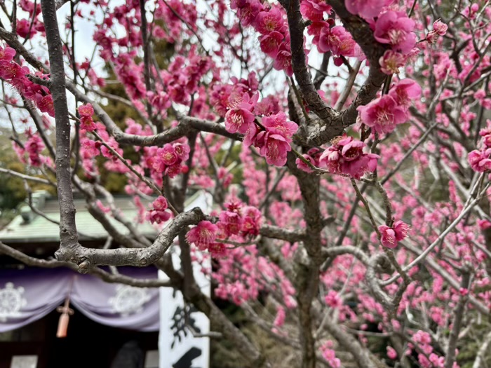旭区　白根不動尊　開運だるま市
