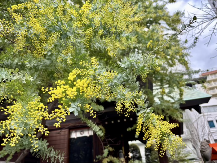 台東区　蔵前神社　ミモザ
