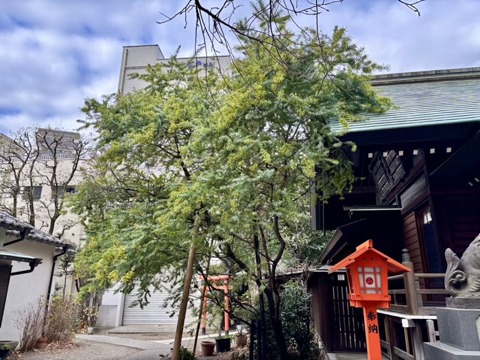 台東区　蔵前神社　ミモザ