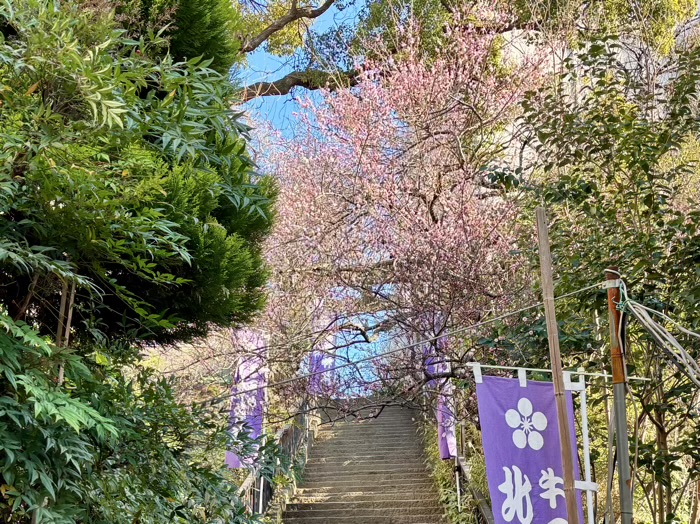 文京区　牛天神北野神社　梅まつり