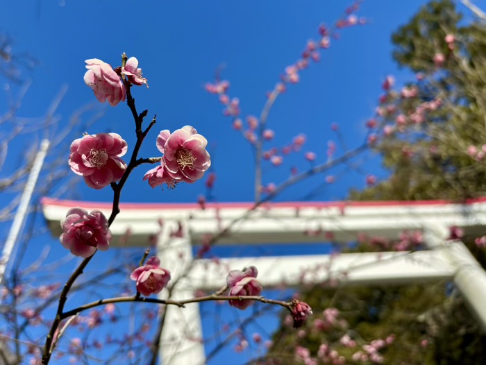 鎌倉宮　節分祭