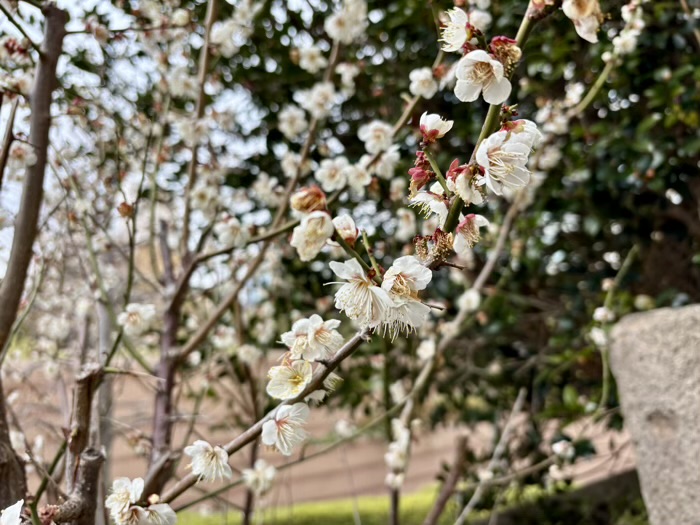 赤坂　末廣稲荷神社