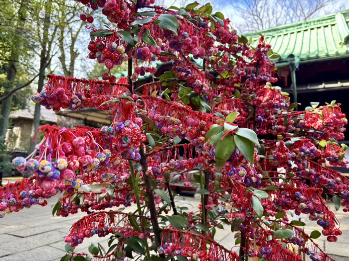 港区　赤坂氷川神社　さくらんぼ結び