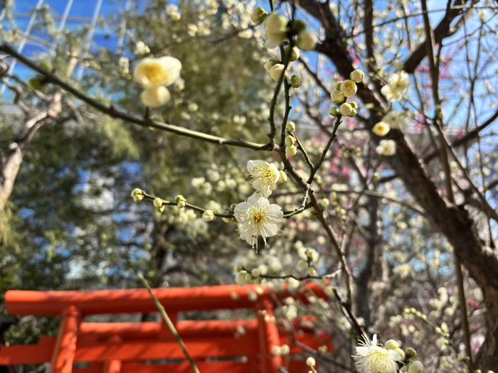 六本木　龍土神明宮 天祖神社　満福稲荷神社