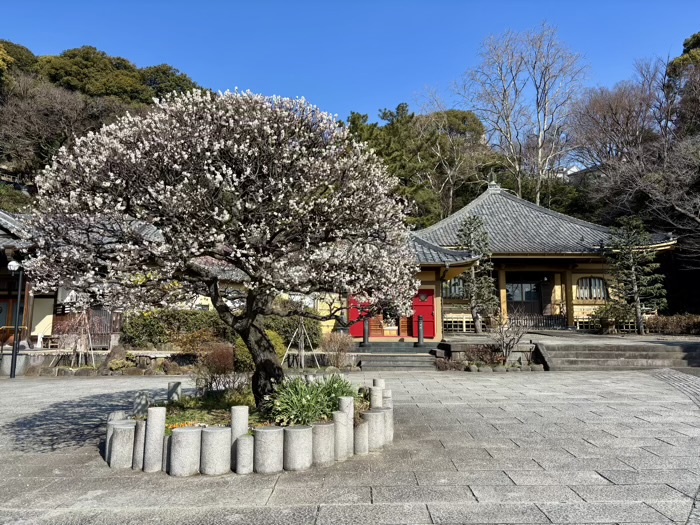 横浜 東福寺 桜