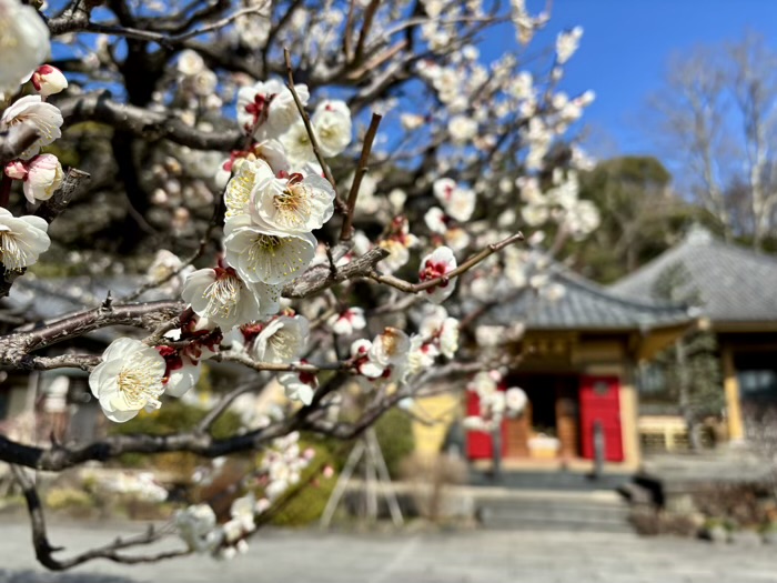 横浜 東福寺 桜