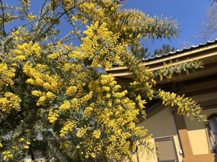 横浜 東福寺 ミモザ