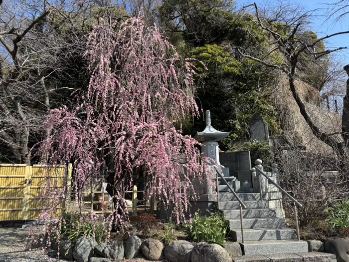 横浜 東福寺 萬霊塔と枝垂れ桜