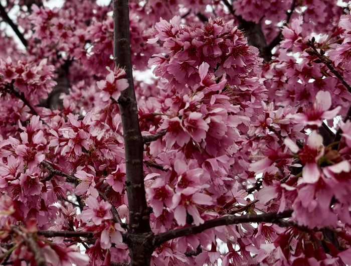 南千住　石浜神社
