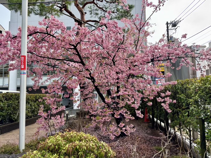 桜新町　桜神宮　桜の開花状況