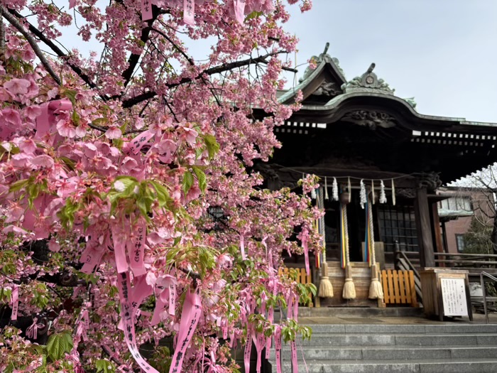 桜新町　桜神宮　開花状況　河津桜「えんむすびの木」