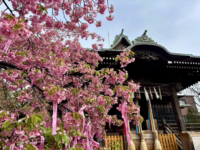 桜新町 桜神宮 河津桜「えんむすびの木」の開花