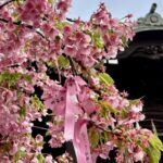 桜新町　桜神宮　桜の開花シーズン