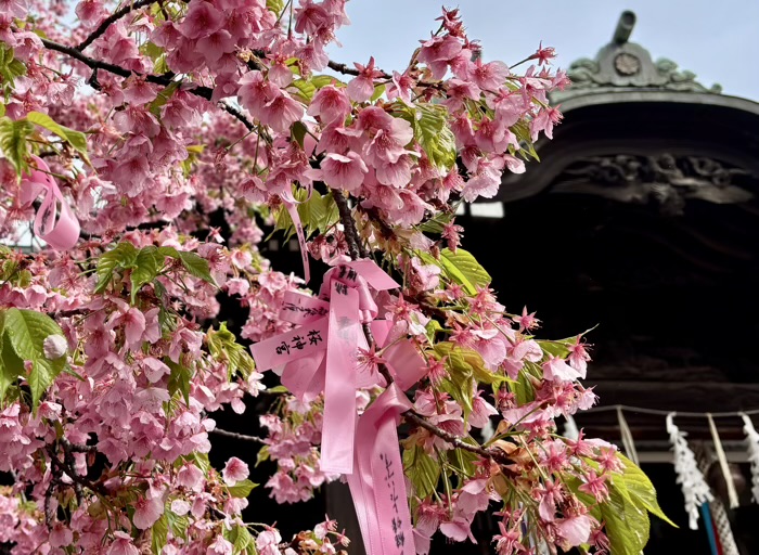 桜新町　桜神宮　桜の開花シーズン