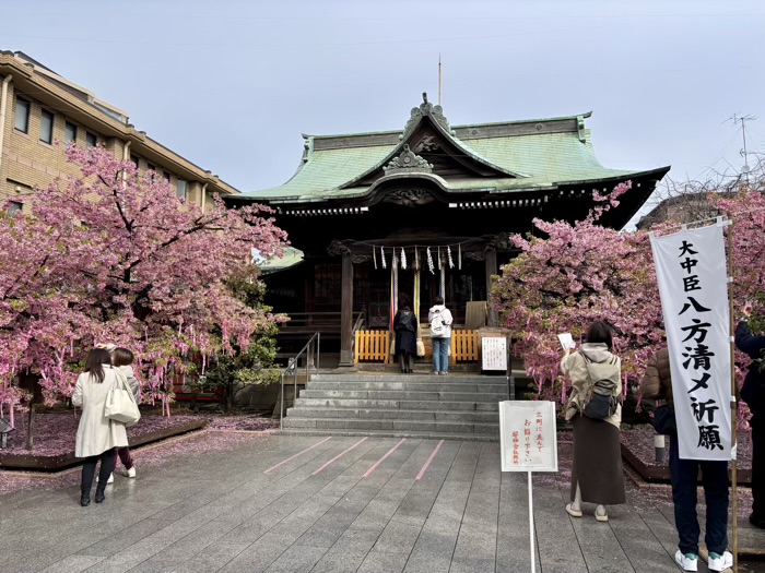 桜新町　桜神宮　開花状況　河津桜「えんむすびの木」