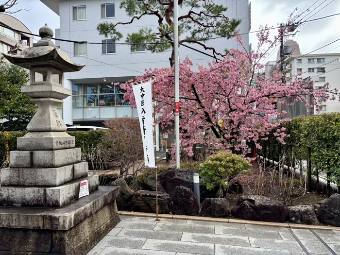 桜新町　桜神宮　桜の開花状況