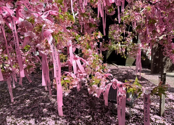 桜新町　桜神宮　河津桜「えんむすびの木」　花帯