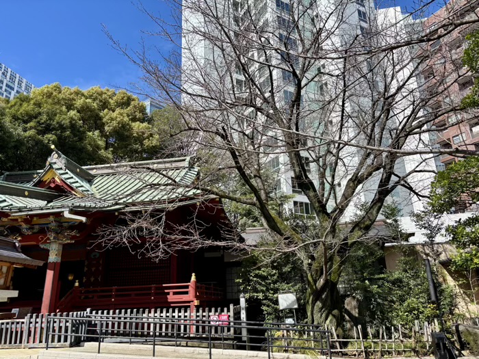 渋谷　金王八幡宮　金王桜