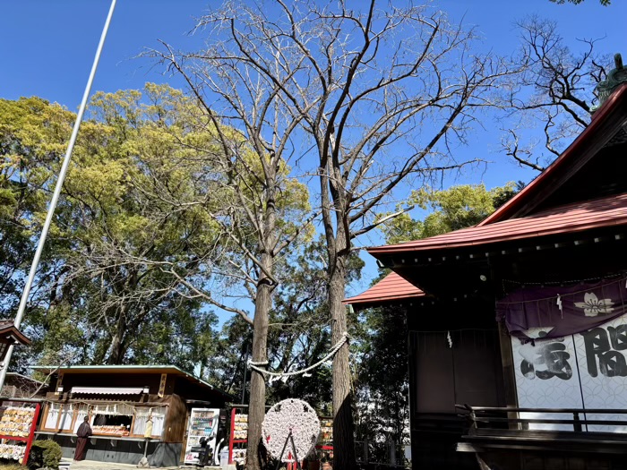 田園調布 多摩川浅間神社 夫婦銀杏