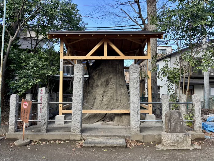 川崎市 丸子山王日枝神社 ご神木「山王さんの大杉」