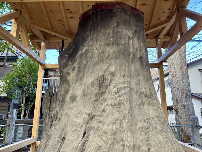 川崎市 丸子山王日枝神社 ご神木「山王さんの大杉」