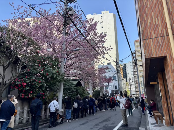 台東区　蔵前神社　ミモザと桜