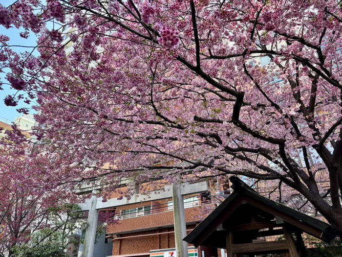 台東区　蔵前神社　河津桜