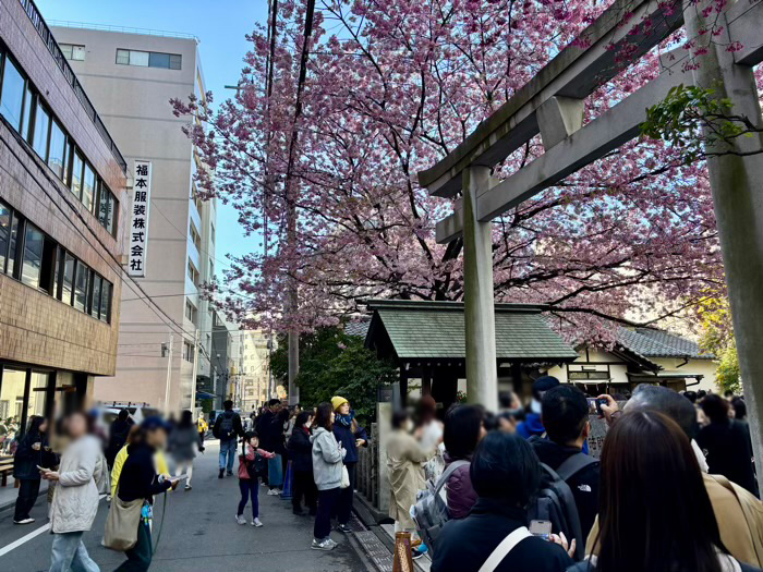 台東区　蔵前神社　ミモザと桜