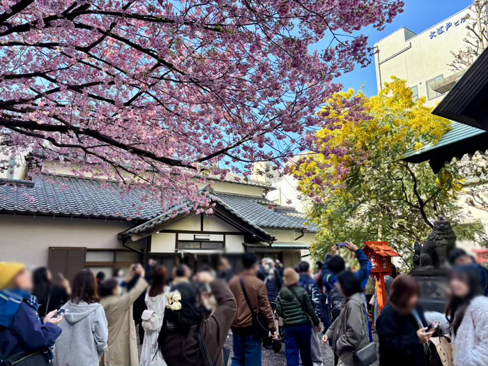 台東区　蔵前神社　ミモザと桜　混雑状況